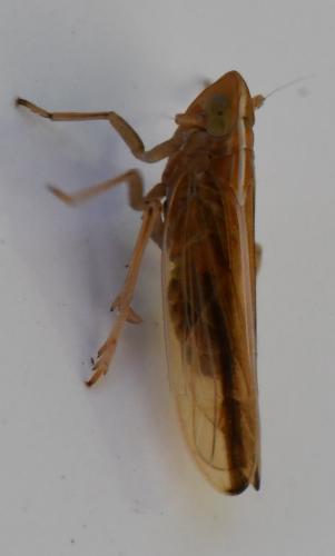 Réf. 311 891 : Stenocranus minutus